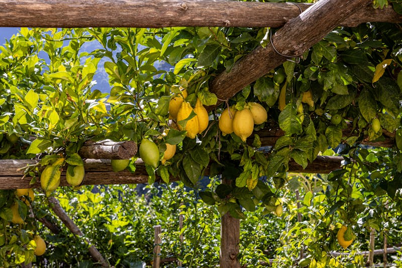 Fresh spaghetti al limone with Amalfi lemons at local restaurant